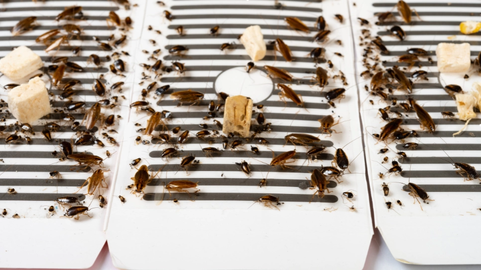 Adhesive cockroach traps capturing multiple pests with bait, highlighting pest control solutions for infestations.