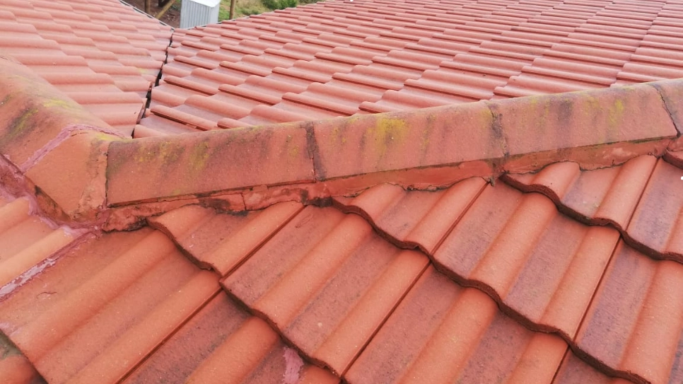 Moss growing and extending on tile roof.