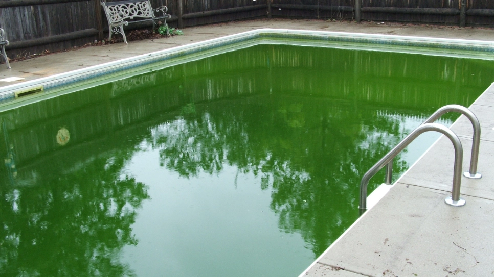 Green, algae-filled swimming pool indicating poor water quality, highlighting the importance of regular pool maintenance.