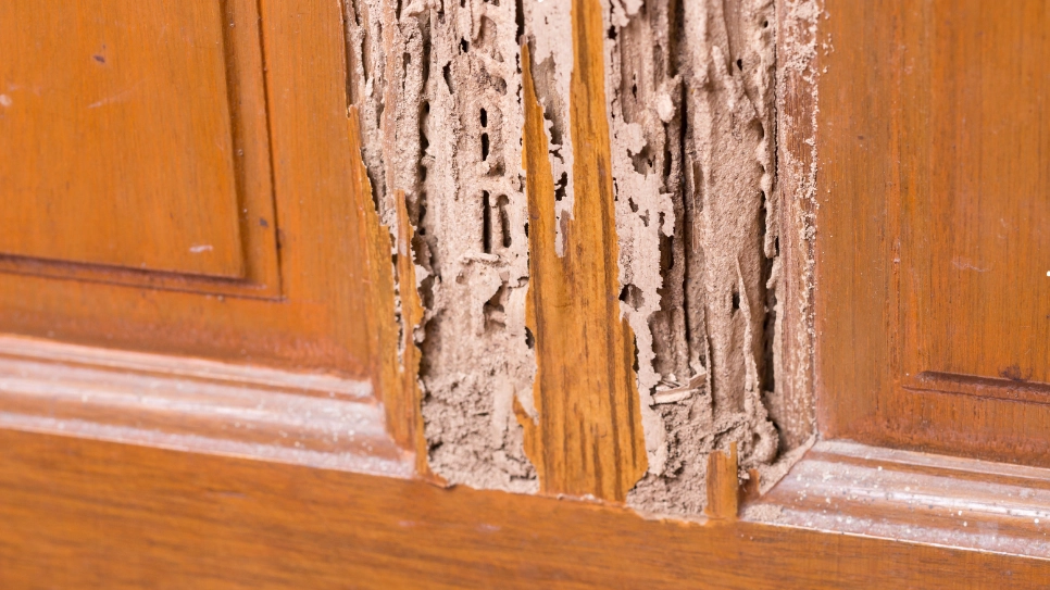 Severe termite damage on a wooden cabinet, showcasing hollowed wood and structural weakening caused by infestation.