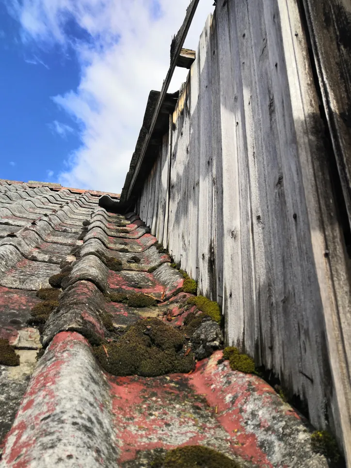 Roof moss build-up on tiled surface Moss accumulation on an aging roof with worn tiles and wood paneling visible under a clear sky.
