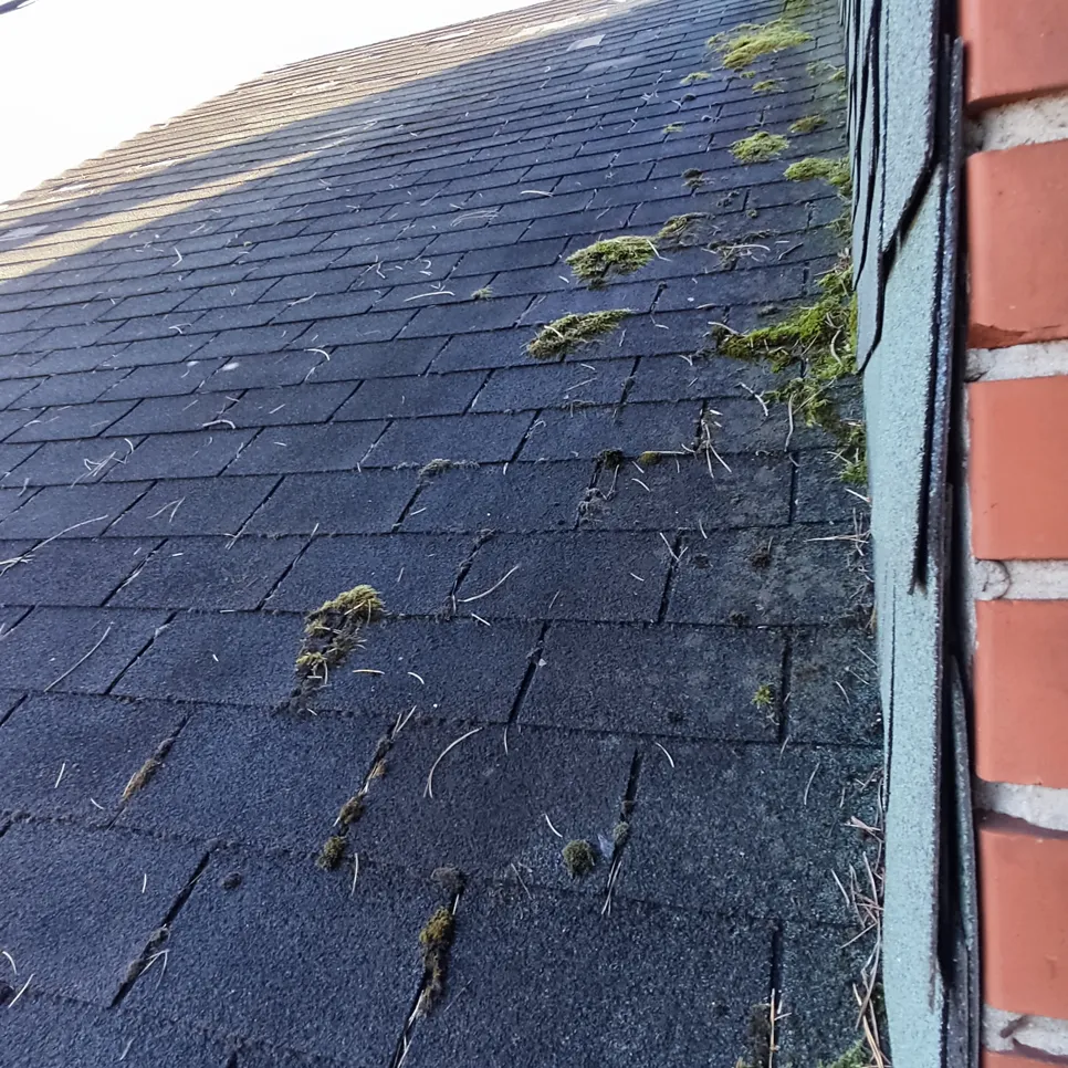 Moss growth on roof shingles Moss and debris accumulating on dark roof shingles near a brick wall edge.